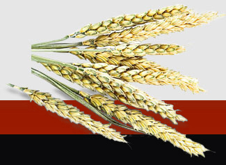 首页-PA集团有限公司官网入口