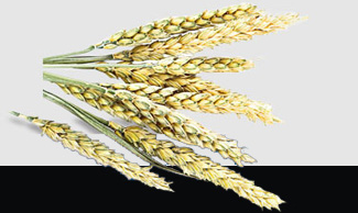 首页-PA集团有限公司官网入口