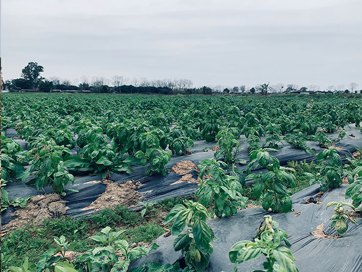 首页-PA集团有限公司官网入口