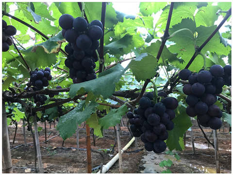 首页-PA集团有限公司官网入口